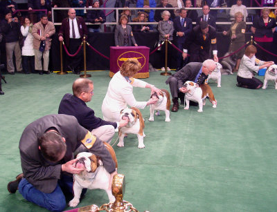 Westminster Kennel Club 2008 First Cut down to 4