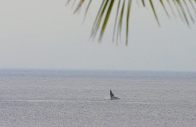 Whale 1.....Hazy afternoon
