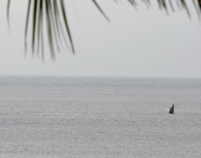 Whale 1.....Hazy afternoon