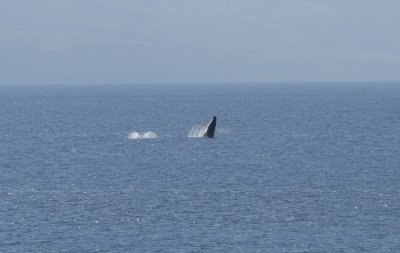 Whale and Baby 2