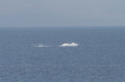 Whale and Baby 2