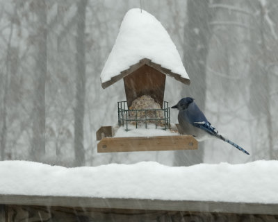 Bluejay in the Snow