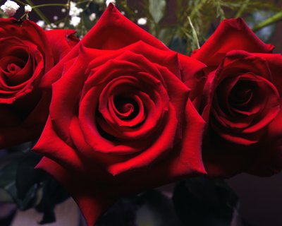 Sharon's Birthday Rose