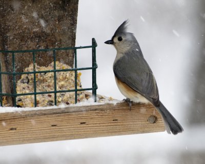 Tufted Titmouse #1