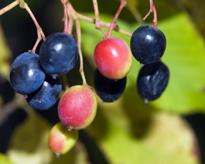 Berries