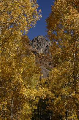 Gold aspens blue sky iron.jpg