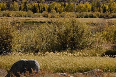 Green Creek riparian.jpg