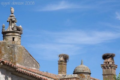 Stork nests