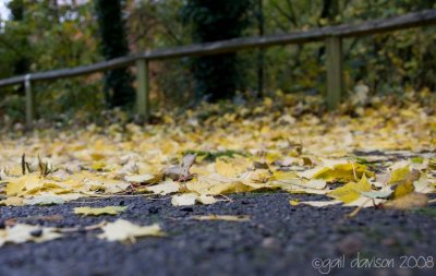 carpet of leaves