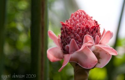 Eden Project