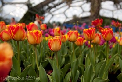 Eden Project