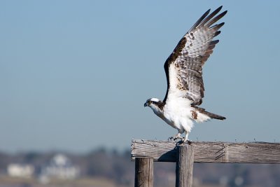 Osprey take off