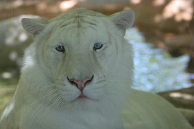 White Tiger at Caldwell Zoo Tyler 