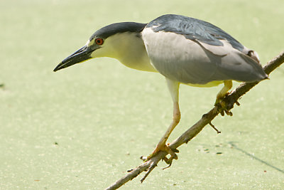 Night Heron.jpg