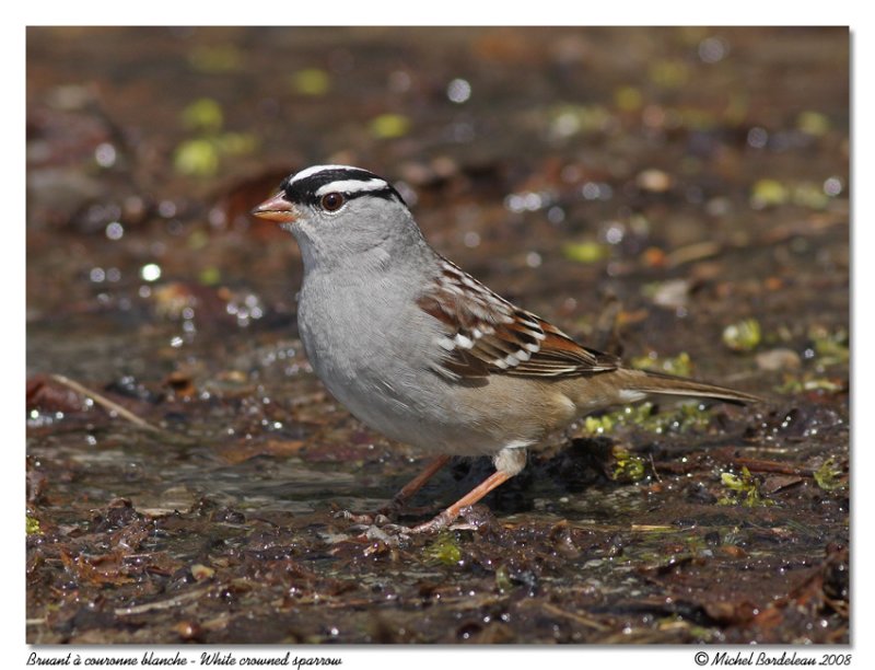 Bruant  couronne blanche<br>White crowned sparrow