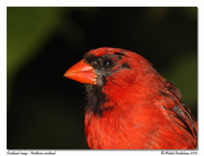 Cardinal rouge <br> Northern cardinal