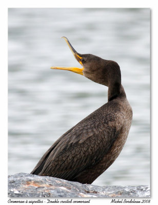 Cormoran  aigrettes  Double crested cormorant