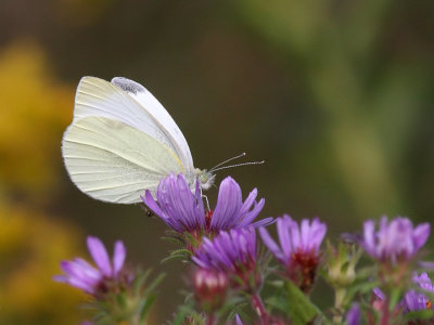 Piride du choux  Pieris brassicae