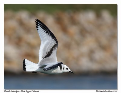 Mouette tridactyle  Black legged Kittiwake