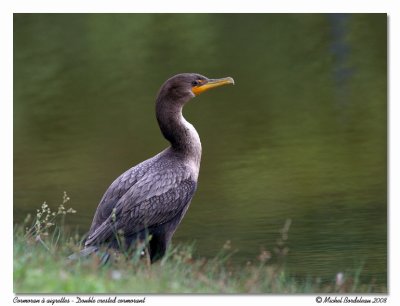 Cormoran  aigrettes  Double crested cormorant
