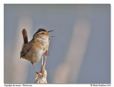 Troglodyte des marais  Marsh wren