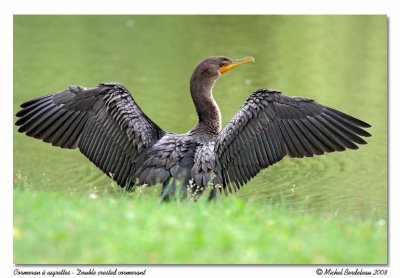 Cormoran  aigrettes  Double crested cormorant