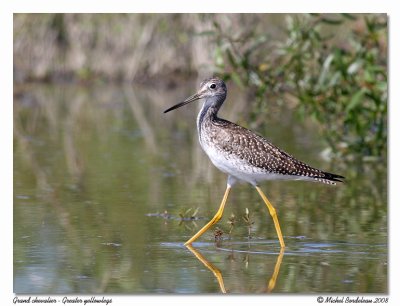 Grand chevalier - Greater yellowlegs