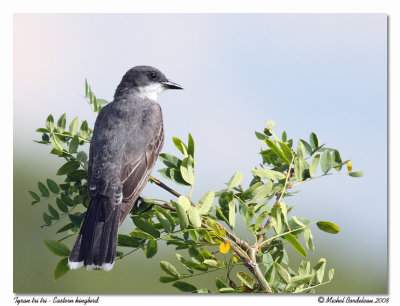 Tyran tri tri  Eastern kingbird