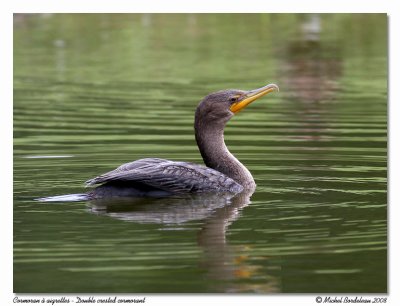 Cormoran  aigrettes  Double crested cormorant