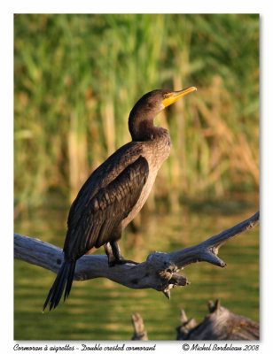 Cormoran  aigrettes  Double crested cormorant