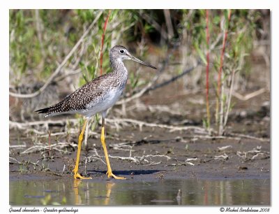 Grand chevalier - Greater yellowlegs