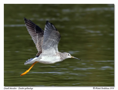 Grand chevalier  Greater yellowlegs