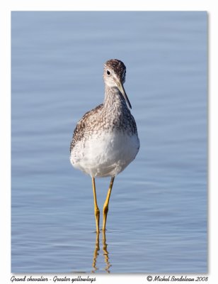 Grand chevalier - Greater yellowlegs