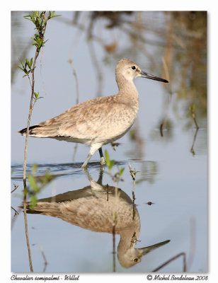 Chevalier semipalm - Willet