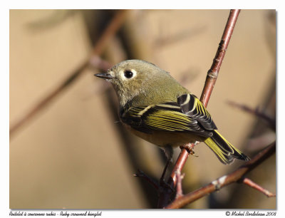 Roitelet  couronne rubis  Ruby crowned kinglet