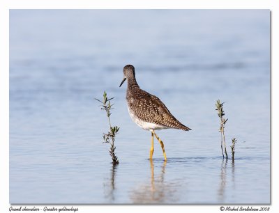 Grand chevalier  Greater yellowlegs