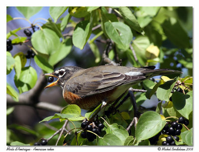 Merle d'Amrique  American robin