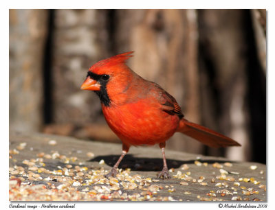 Cardinal rouge  Northern cardinal