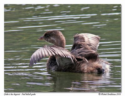 Grbe  bec bigarr  Pied billed grebe