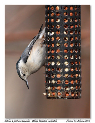 Sittelle  poitrine blanche  White breasted nuthatch