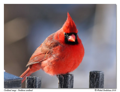 Cardinal rouge  Northern cardinal