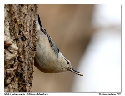 Sittelle  poitrine blanche  White breasted nuthatch