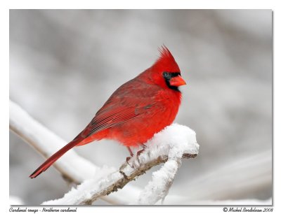 Cardinal rouge Northern cardinal