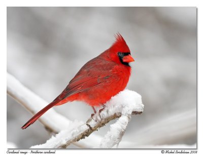 Cardinal rouge  Northern cardinal