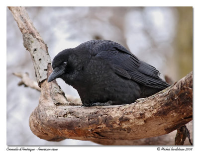Corneille d'Amérique American crow