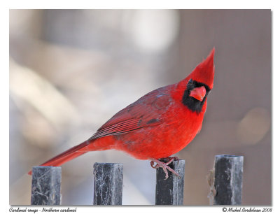 Cardinal rouge  Northern cardinal