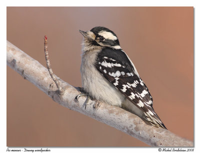 Pic mineur <br/> Downy woodpecker