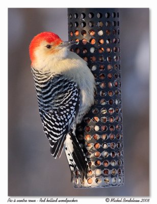 Pic à ventre roux Red bellied woodpecker