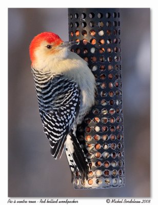 Pic  ventre roux  Red bellied woodpecker