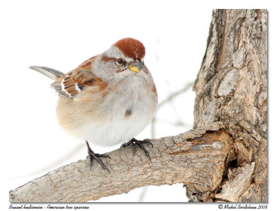 Bruant hudsonien  American tree sparrow